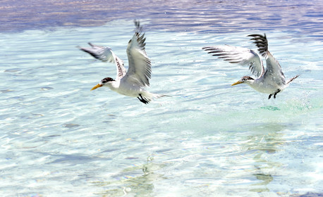 THM-18_040877_FAKARAVA