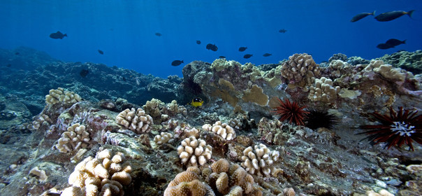 Diving in Maui HAWAII - USA . Jan 2007.