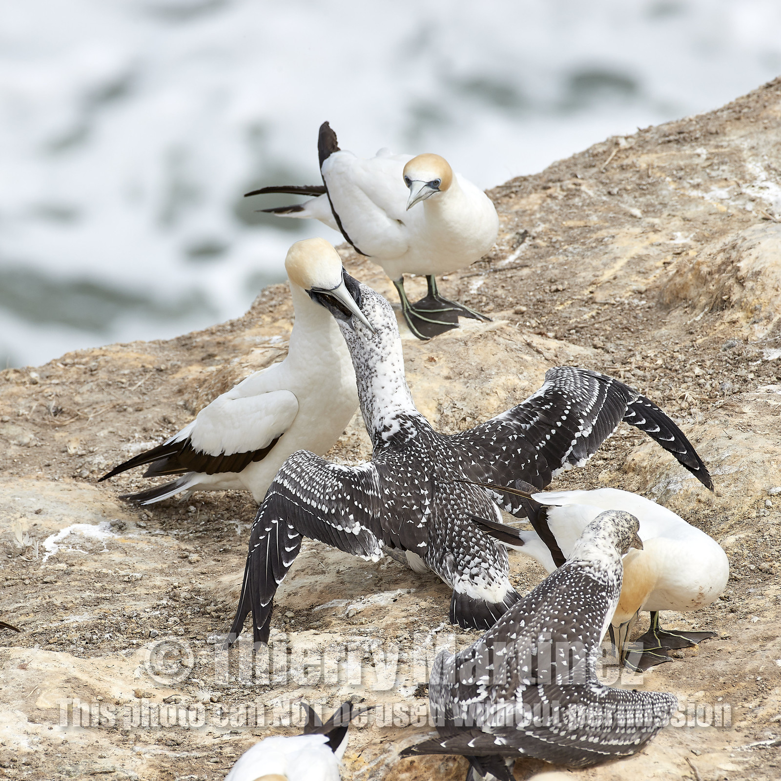 18_029015  ©ThMartinez Sea&Co.  MURIWAI BEACH - NORTH ISLAND. NEW ZEALAND . 11 March  2018. .Gannet ..