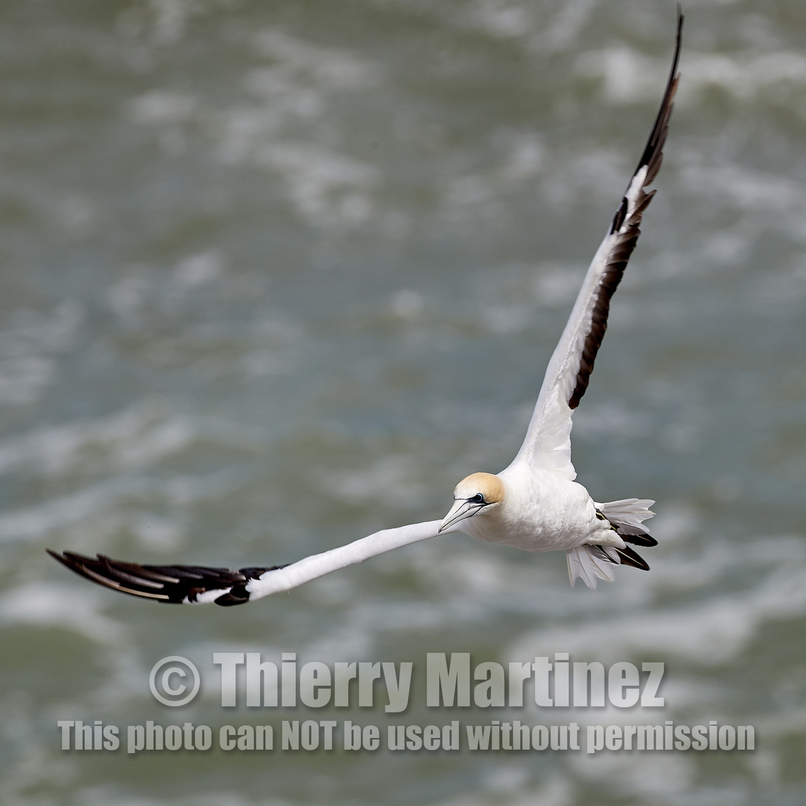 18_029135  ©ThMartinez Sea&Co.  MURIWAI BEACH - NORTH ISLAND. NEW ZEALAND . 11 March  2018. .Gannet ..