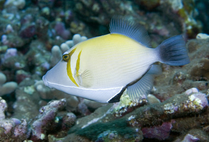 Diving in Maui HAWAII - USA . Jan 2007.