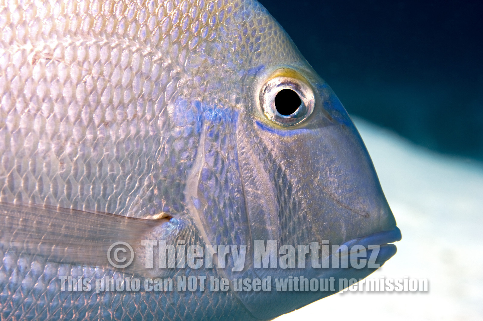DIVING IN BAHAMAS- JAN 2007