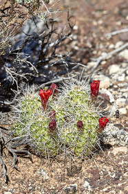 THM-18_057265-GRAND CANYON