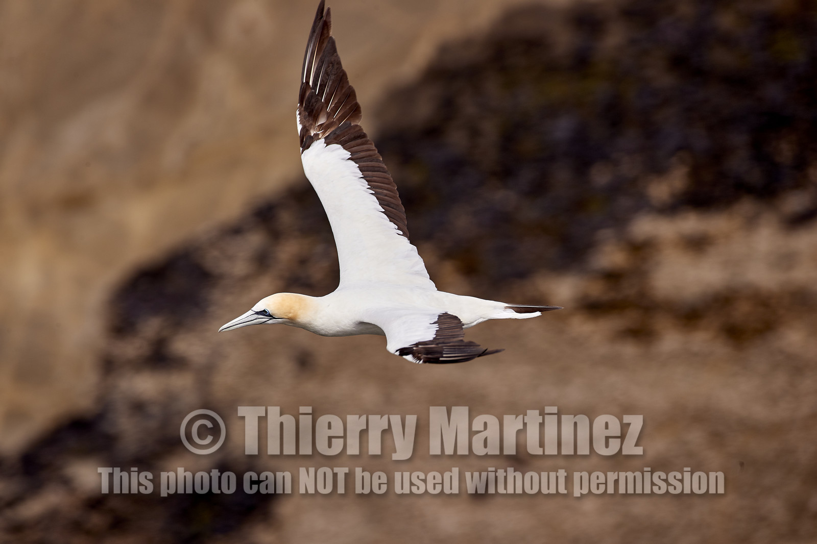 18_029075  ©ThMartinez Sea&Co.  MURIWAI BEACH - NORTH ISLAND. NEW ZEALAND . 11 March  2018. .Gannet ..