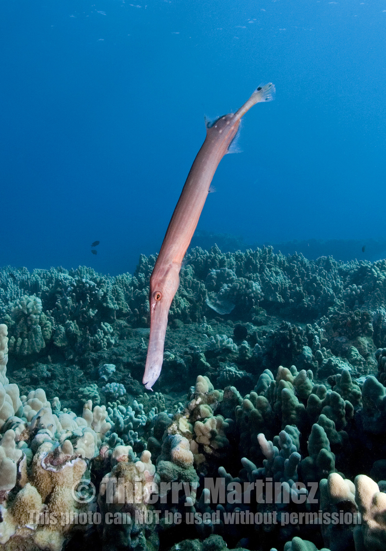 Diving in Maui HAWAII - USA . Jan 2007.