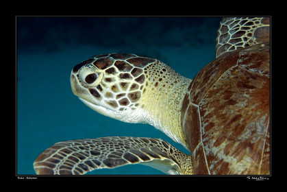 Photo disponible en tirage photo Fine Art,tirage original limités à 30 exemplaires.Chaque tirage est numéroté avec certificat d’authenticité signé.Pour choisir le format et support merci d'utiliser le caddie à coté de la photo.Formats disponibles : Tirage sur papier ( tirage seul) :  30x45 cm   40x60 cm  60x90 cm. Vous pouvez choisir le tirage avec un fond blanc ou noir , à votre convenance. Tirage sur papier contrecollé sur Dibond ( pas de bord blanc ou noir autour de l'image), avec système d'attache au dos:  30x45 cm   40x60 cm  50x75 cm  80x120cm.Tirage sur toile ( Canvas) monté sur chassis bois (pas de bord blanc ou noir autour de l'image), avec système d'attache au dos :  50x75 cm  80x120cm.Expédition ( Dans le monde entier): Colissimo (assurance) avec signature à réception. 48h pour la France métropolitaine.Il est possible de récupérer les tirages à La Galerie du Golfe (sans frais d'expèdition).Conditionnement tirages seuls: tube cylindrique renforcé + boite.