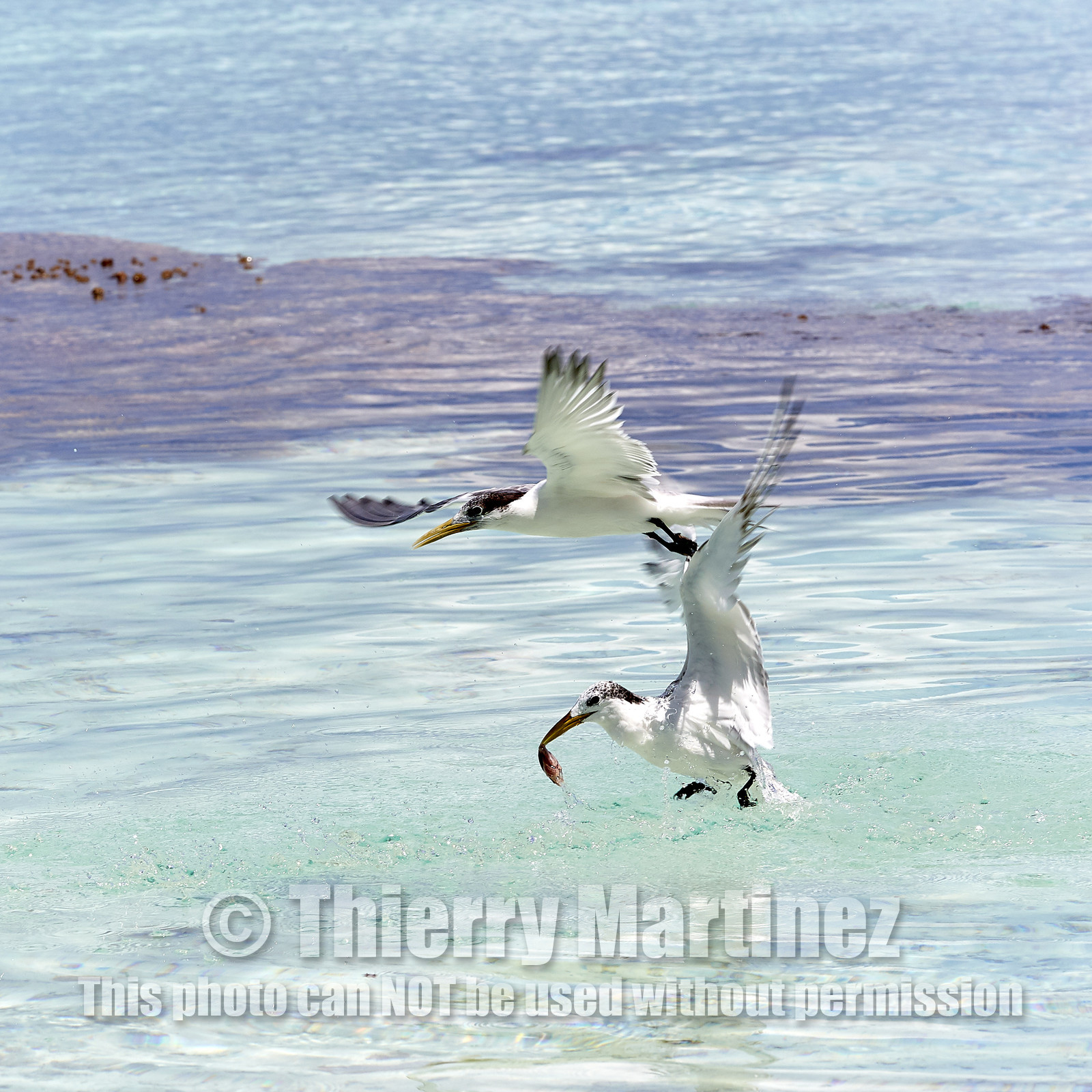 THM-18_040981_FAKARAVA