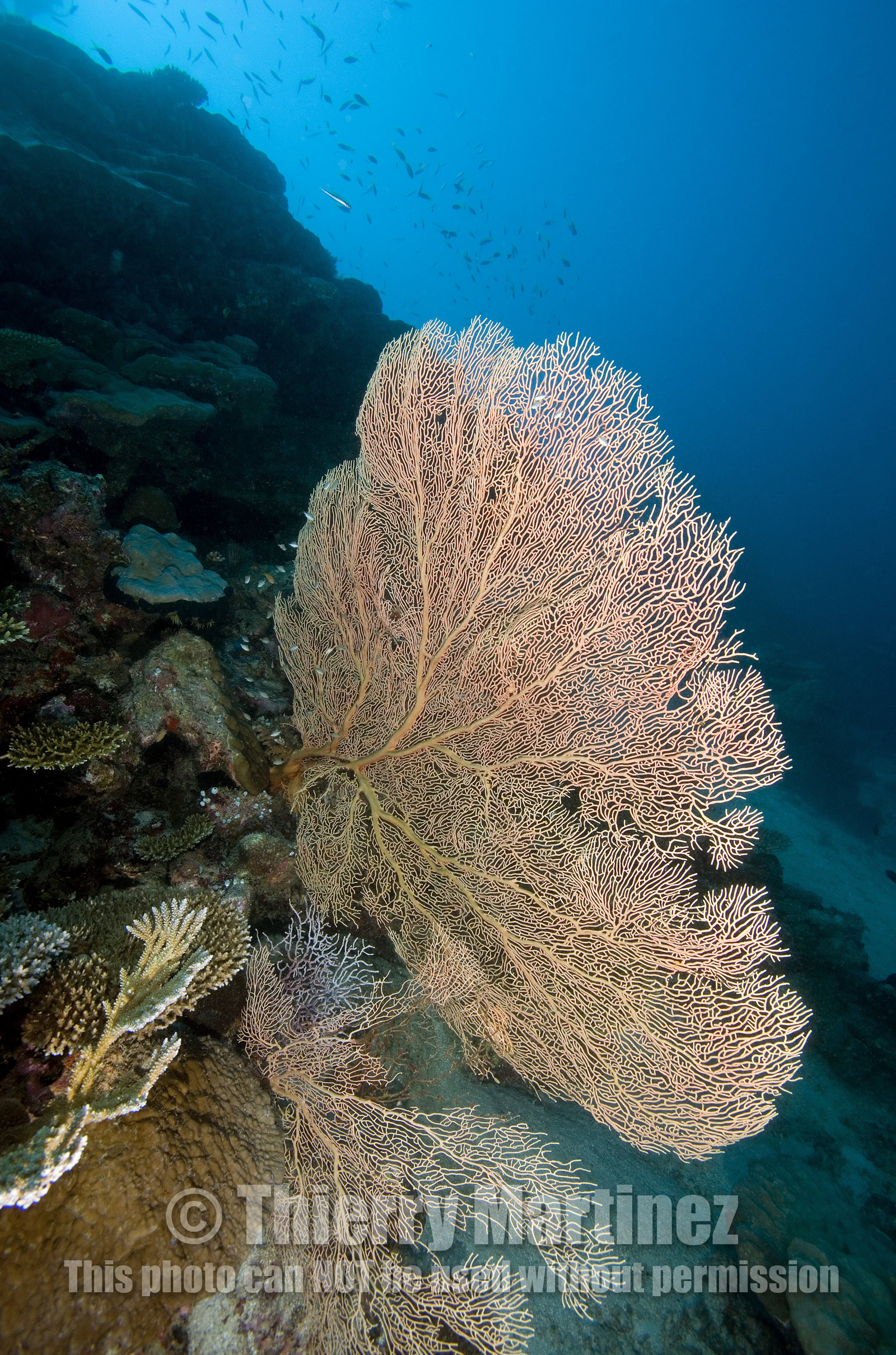 Diving In Maldives Feb March 2007.