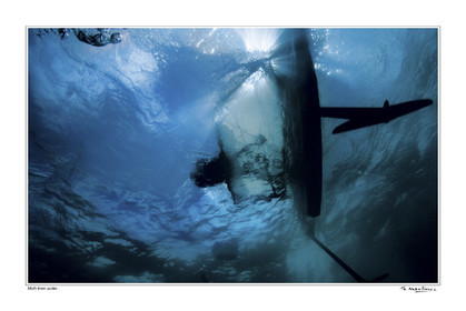 07_02436-moth fond blanc-.jpg