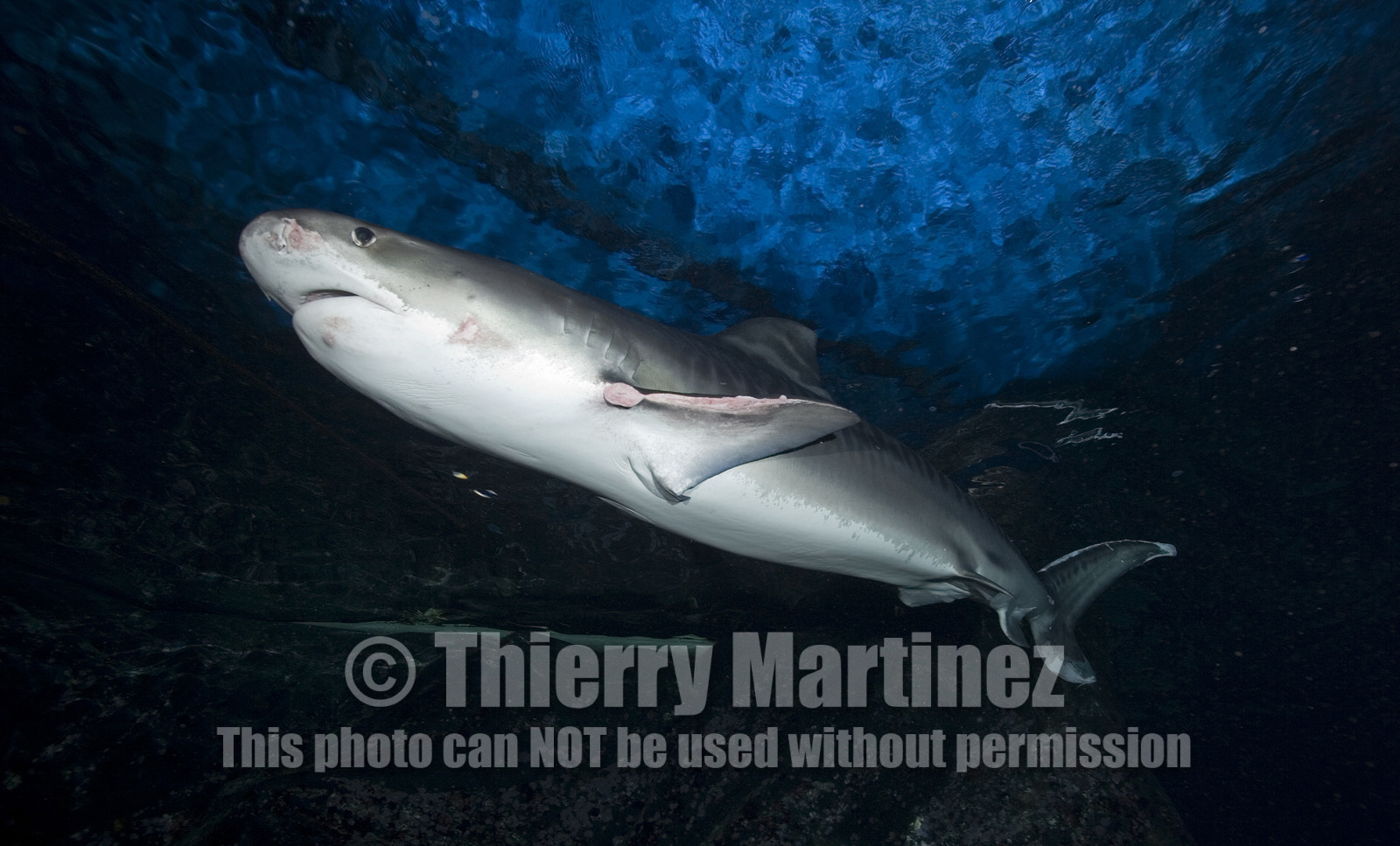 Diving in Maui HAWAII - USA . Jan 2007.