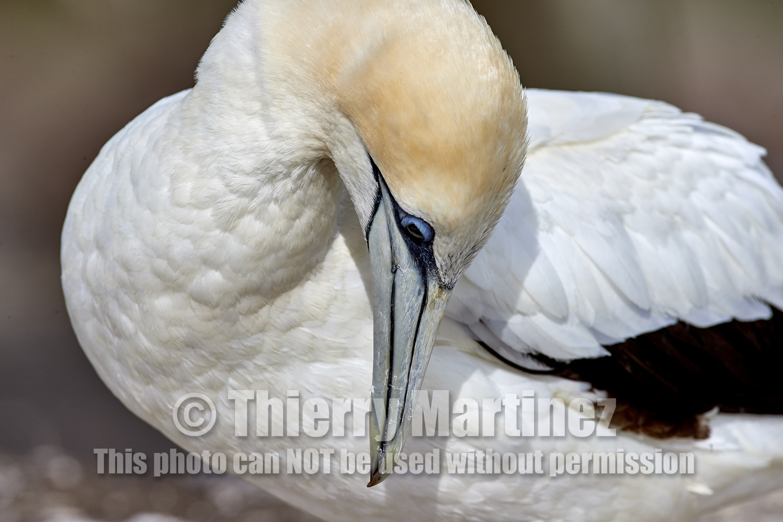 18_029607  ©ThMartinez Sea&Co.  MURIWAI BEACH - NORTH ISLAND. NEW ZEALAND . 11 March  2018. .Gannet ..