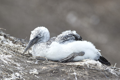 18_028903  ©ThMartinez Sea&Co.  MURIWAI BEACH - NORTH ISLAND. NEW ZEALAND . 11 March  2018. .Gannet ..