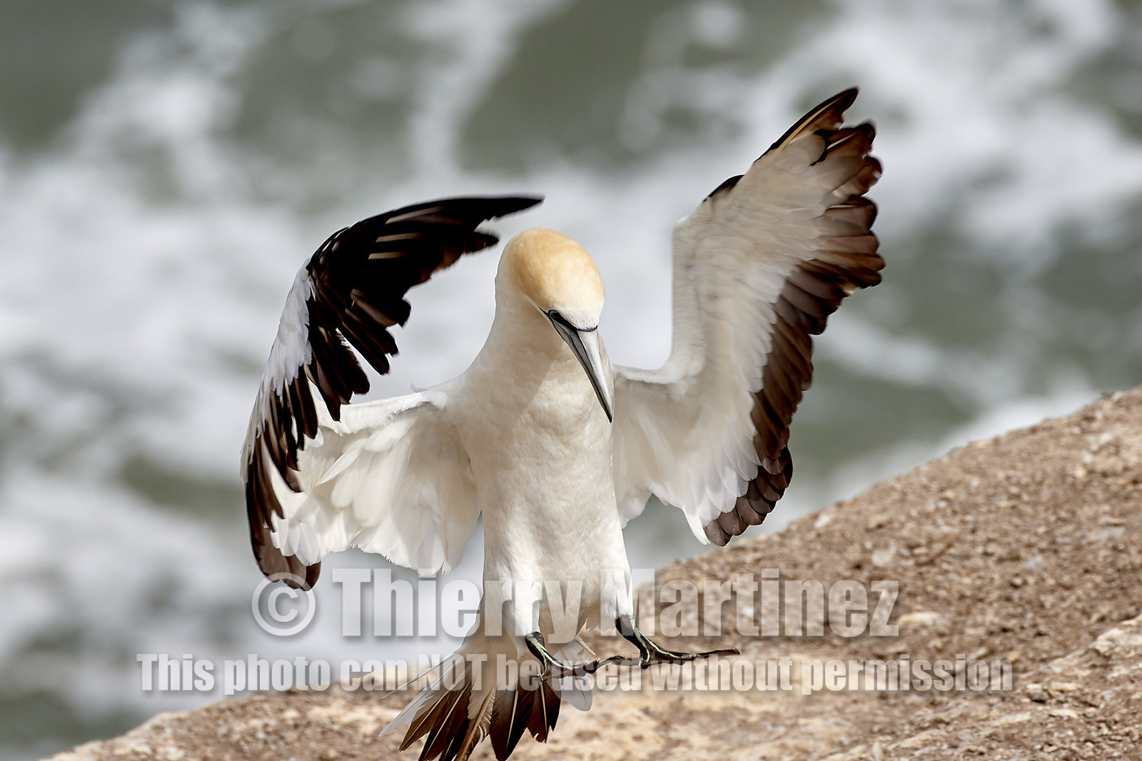 18_029164  ©ThMartinez Sea&Co.  MURIWAI BEACH - NORTH ISLAND. NEW ZEALAND . 11 March  2018. .Gannet ..
