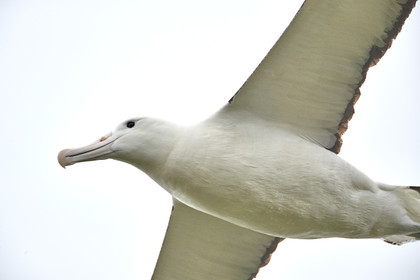 18_025234-Royal Alabtros