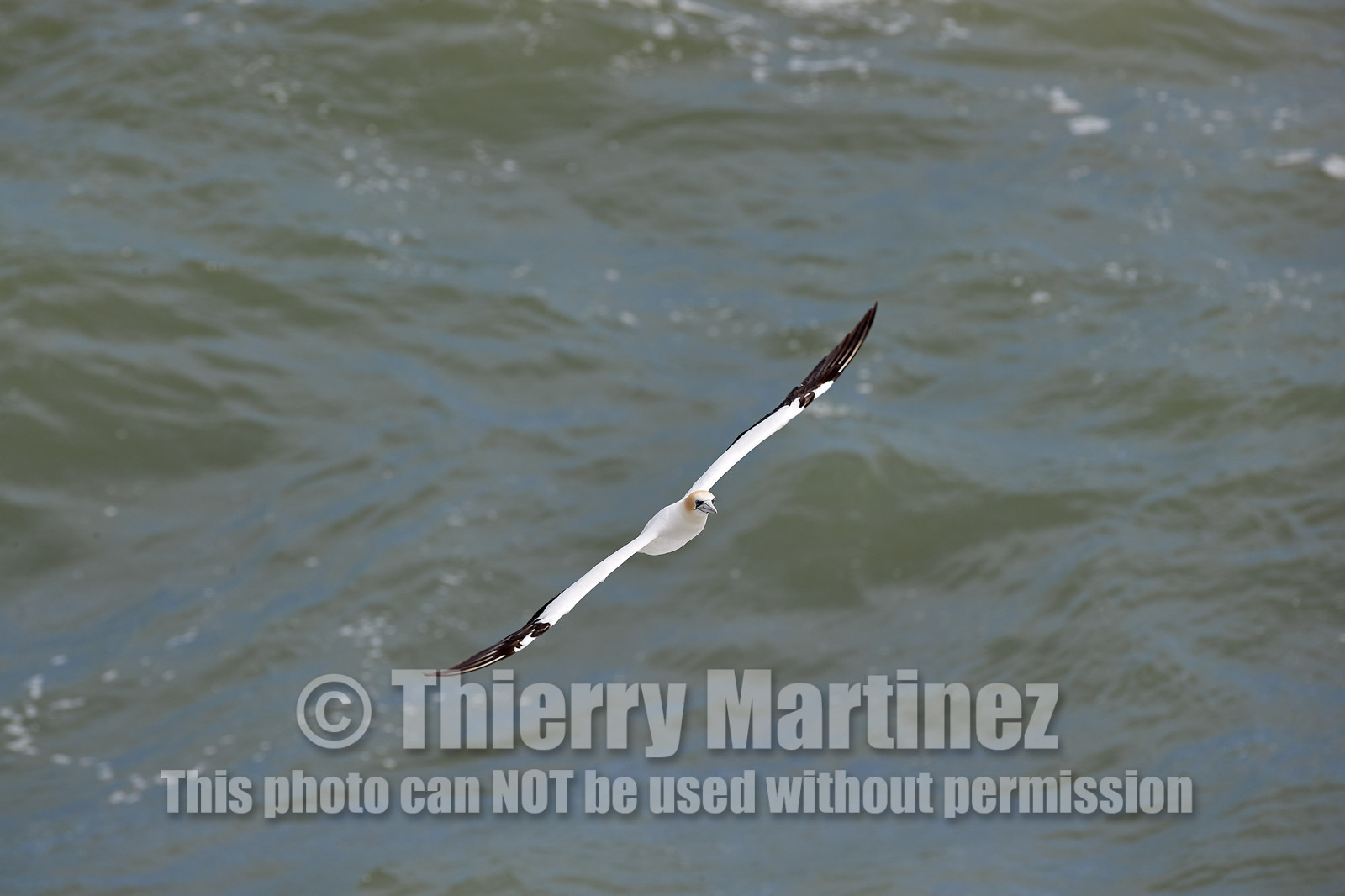 18_029131  ©ThMartinez Sea&Co.  MURIWAI BEACH - NORTH ISLAND. NEW ZEALAND . 11 March  2018. .Gannet ..