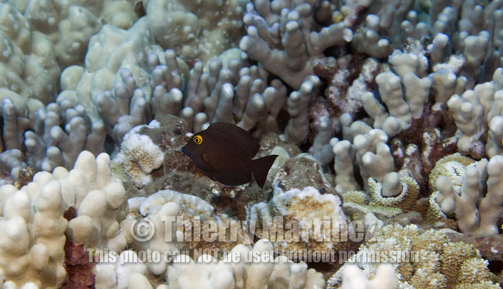 Diving in Maui HAWAII - USA . Jan 2007.