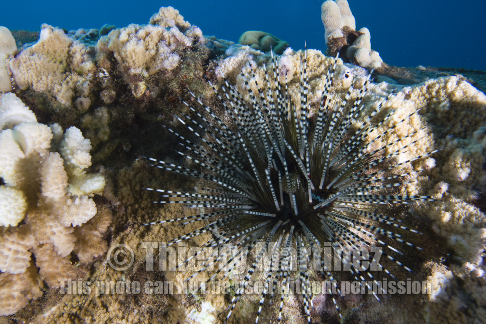 Diving in Maui - Hawaii.