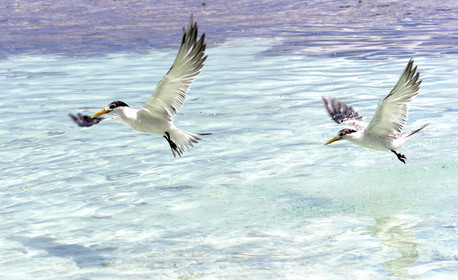 THM-18_040878_FAKARAVA