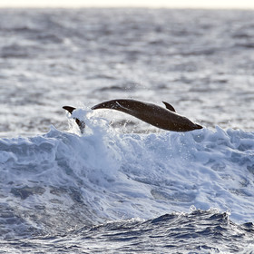 THM-18_039016_RANGIROA