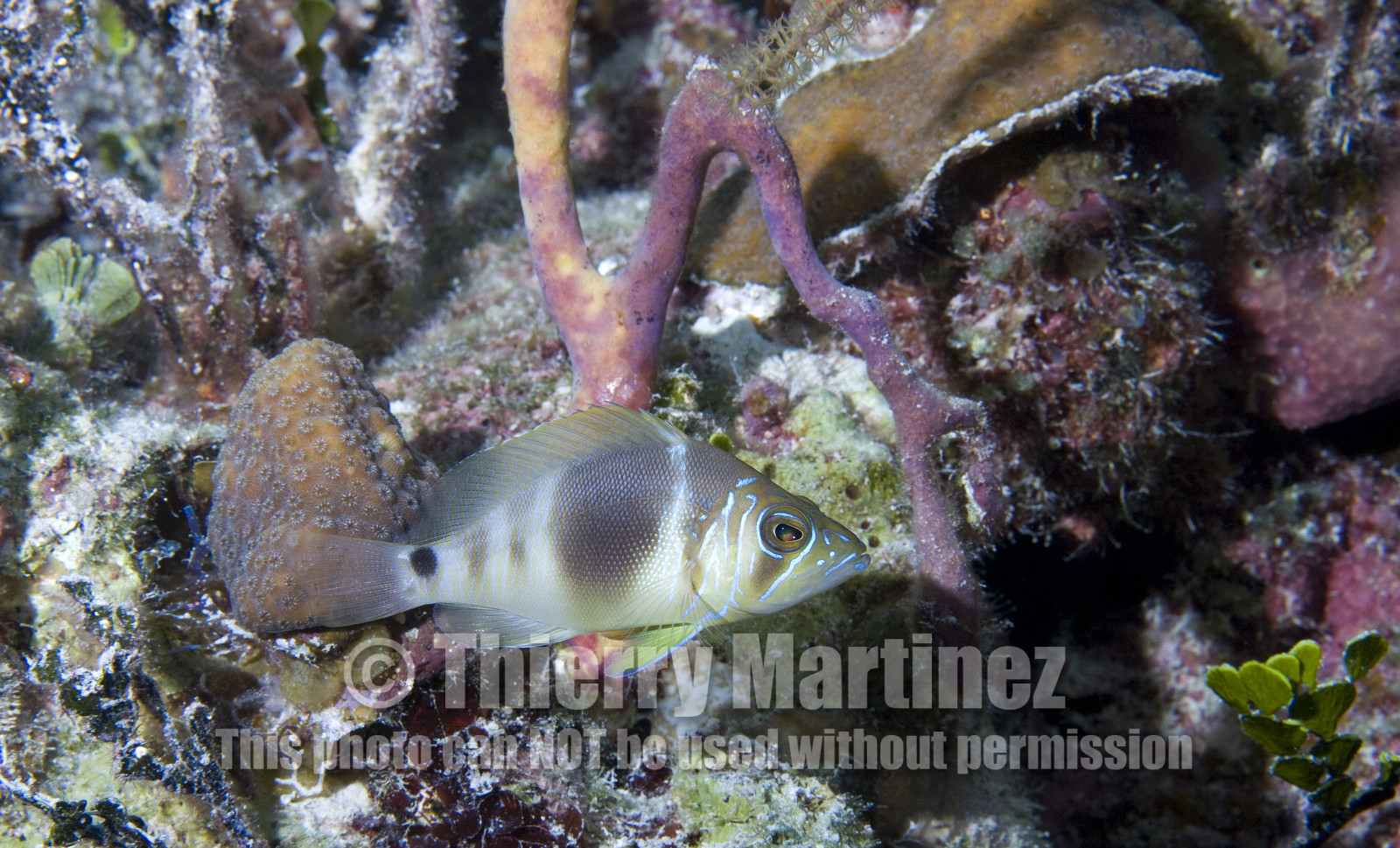 DIVING IN BAHAMAS- JAN 2007