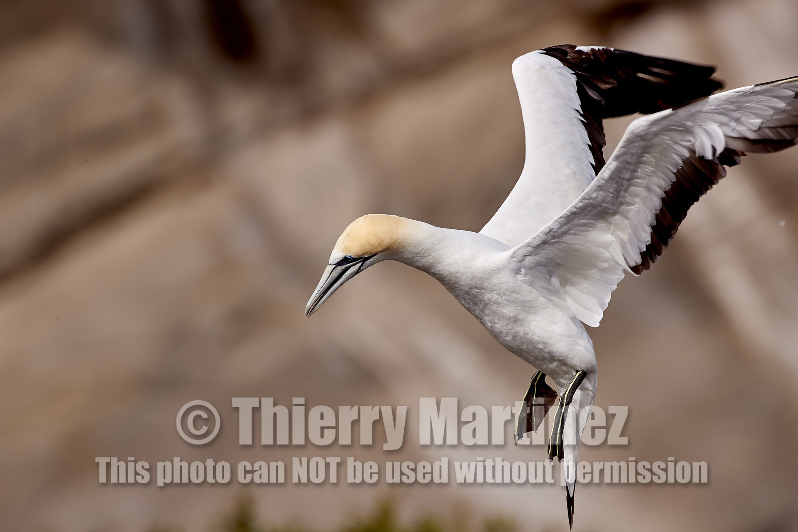 18_029326  ©ThMartinez Sea&Co.  MURIWAI BEACH - NORTH ISLAND. NEW ZEALAND . 11 March  2018. .Gannet ..