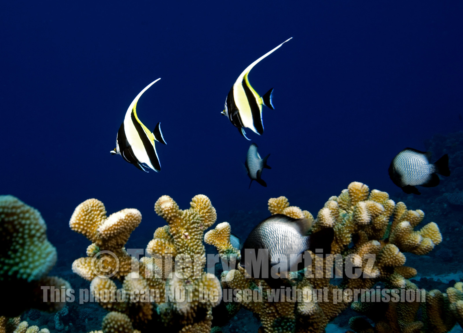 Diving in Maui HAWAII -USA . Jan 2007.