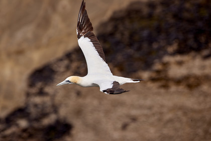 18_029075  ©ThMartinez Sea&Co.  MURIWAI BEACH - NORTH ISLAND. NEW ZEALAND . 11 March  2018. .Gannet ..