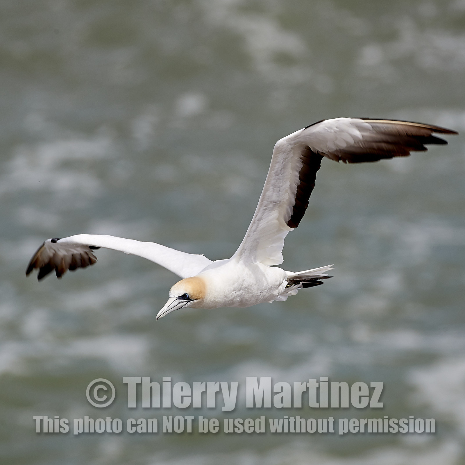 18_029137  ©ThMartinez Sea&Co.  MURIWAI BEACH - NORTH ISLAND. NEW ZEALAND . 11 March  2018. .Gannet ..