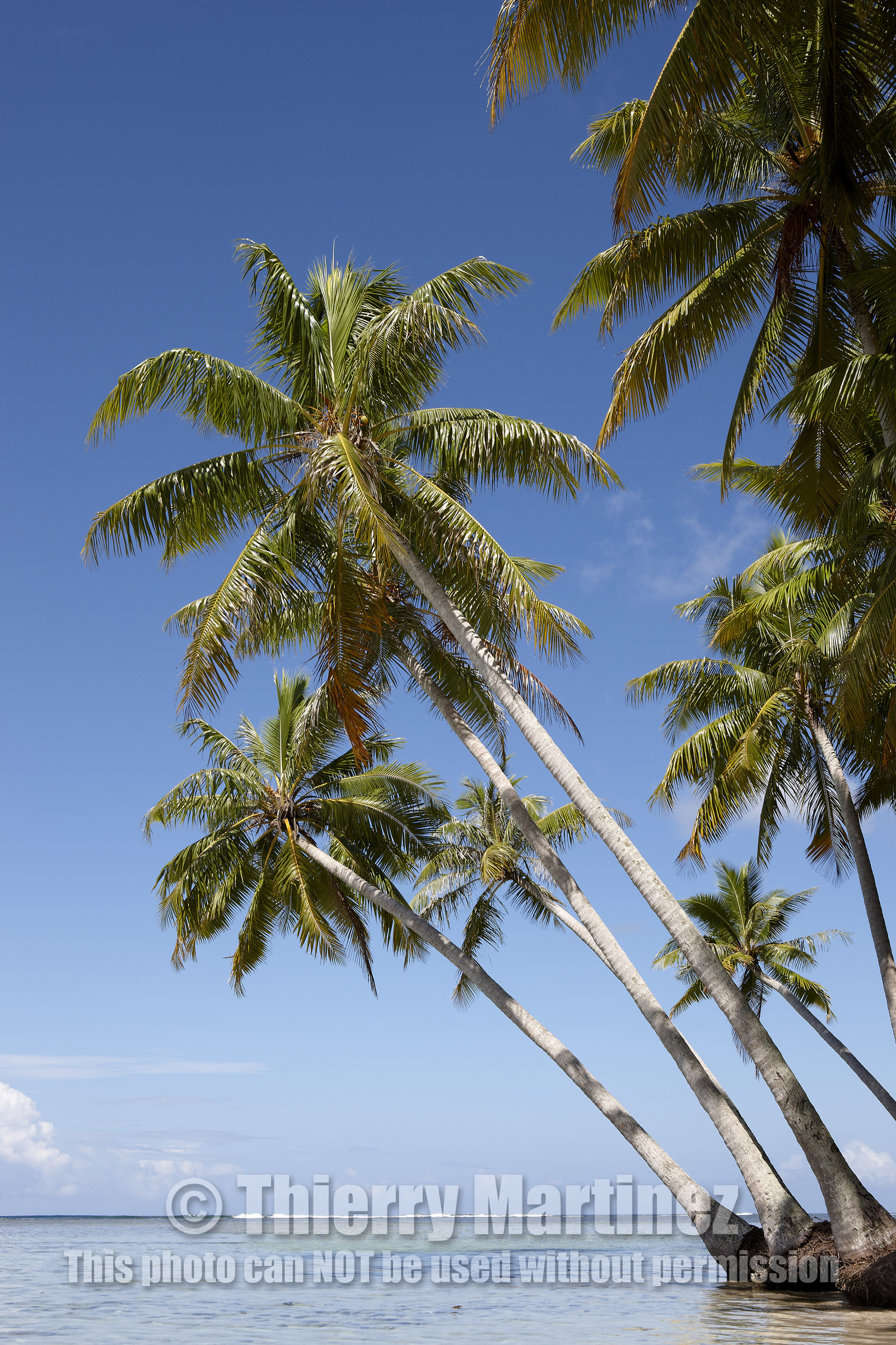 15_024914  ©ThMartinez Sea&Co.  RAIATEA - ILES SOUS LE VENT. POLYNESIE FRANCAISE .  2 Février 2015. ..MOTU dans le lagon de Raiatea.