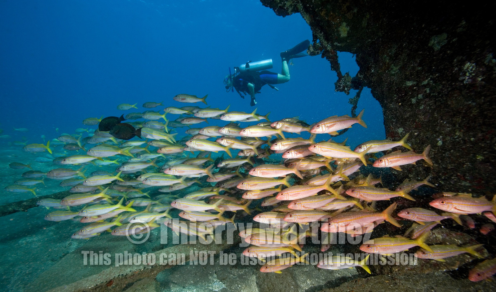 Diving in Maui HAWAII - USA . Jan 2007.