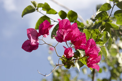 15_023432  ©ThMartinez Sea&Co.  HUAHINE - ILES SOUS LE VENT. POLYNESIE FRANCAISE . 31 January 2015. .Village de FARE.