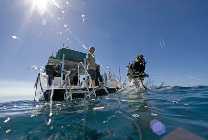 Diving in Maui HAWAII - USA . Jan 2007.