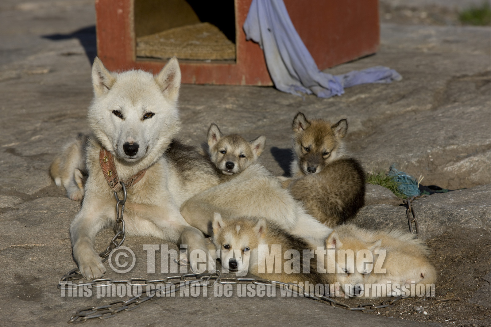 Schooner LA LOUISE sailing on west coast of Greenland.