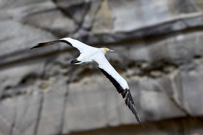 18_029159  ©ThMartinez Sea&Co.  MURIWAI BEACH - NORTH ISLAND. NEW ZEALAND . 11 March  2018. .Gannet ..