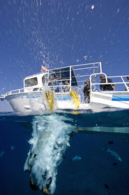 Diving in Maui HAWAII - USA . Jan 2007.