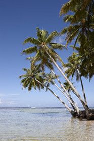 15_024900  ©ThMartinez Sea&Co.  RAIATEA - ILES SOUS LE VENT. POLYNESIE FRANCAISE .  2 Février 2015. ..MOTU dans le lagon de Raiatea.