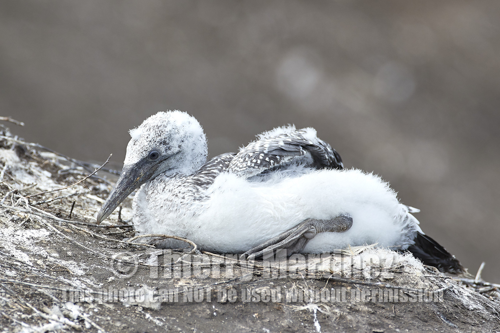 18_028903  ©ThMartinez Sea&Co.  MURIWAI BEACH - NORTH ISLAND. NEW ZEALAND . 11 March  2018. .Gannet ..