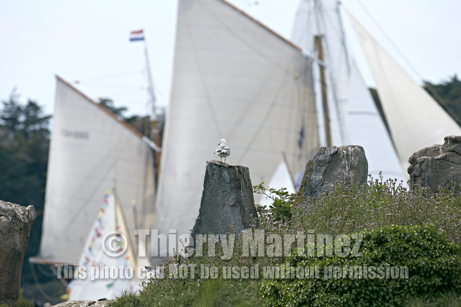 THM-15_48039-SEMAINE du Golfe