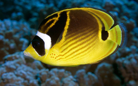 Diving in Maui HAWAII -USA . Jan 2007.