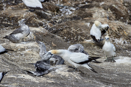 18_029460  ©ThMartinez Sea&Co.  MURIWAI BEACH - NORTH ISLAND. NEW ZEALAND . 11 March  2018. .Gannet ..