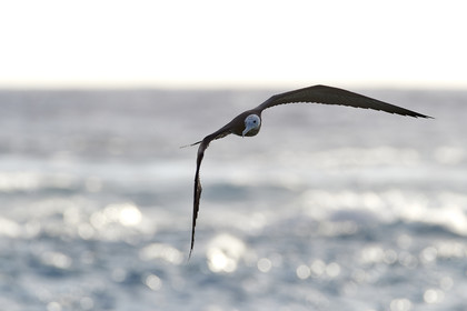 THM-18_039096_RANGIROA