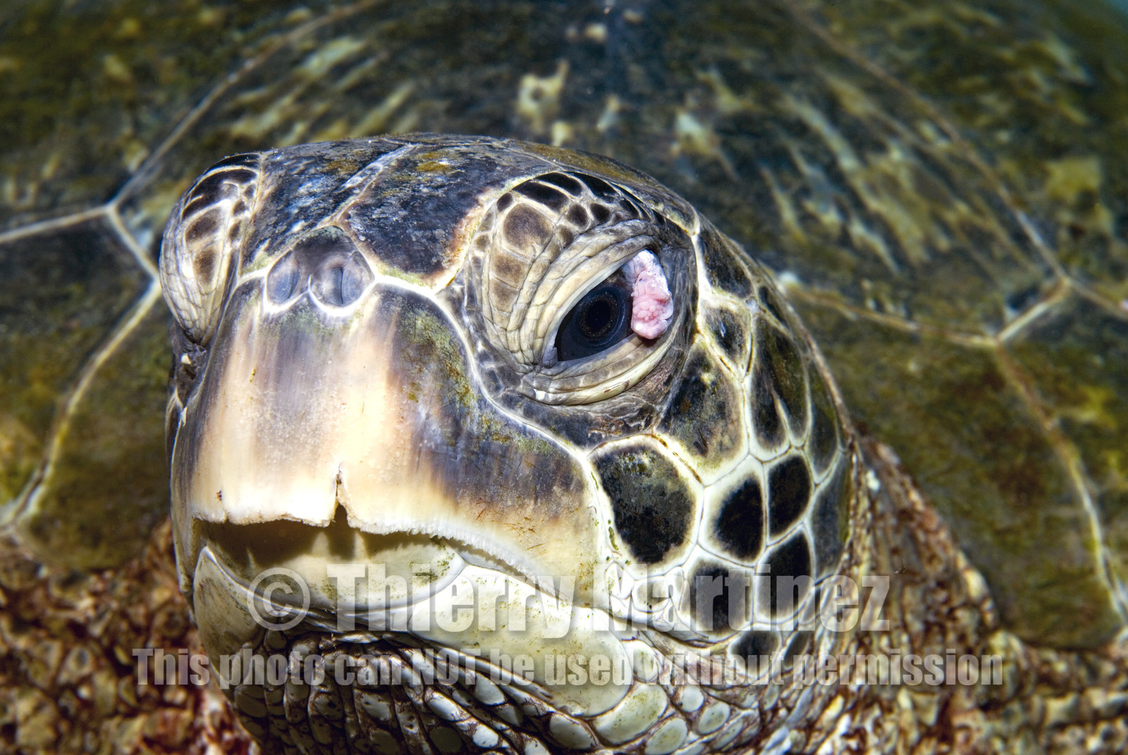 Diving in Maui HAWAII - USA . Jan 2007.
