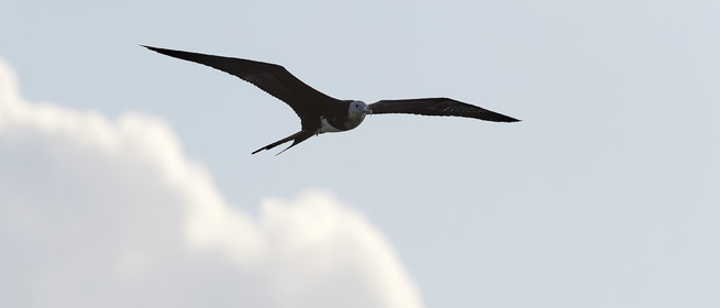 THM-18_039066_RANGIROA