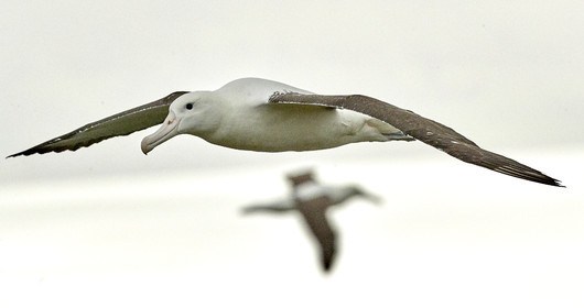 18_025779-Royal Alabtros