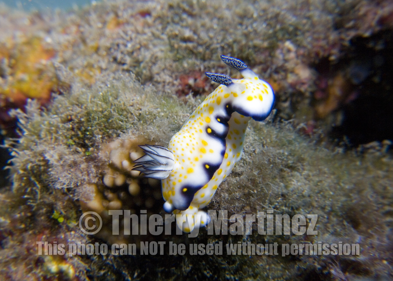 Diving in Maui HAWAII - USA . Jan 2007.