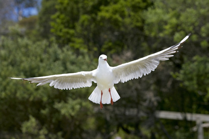 2015 McDougall + McConaghy Moth Worlds. Sorrento - VIC AUSTRALIA  . 6 16 January 2015. Organize by Sorrento Sailing Couta Boat Club.