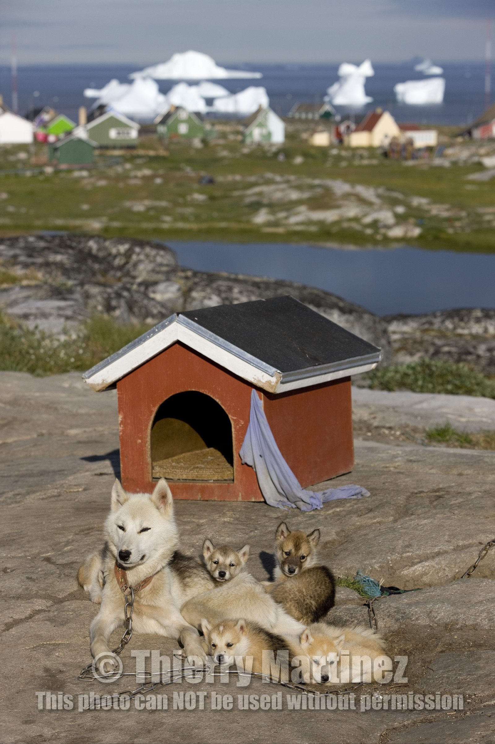 Schooner LA LOUISE sailing on west coast of Greenland.