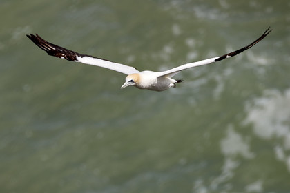 18_030450  ©ThMartinez Sea&Co.  MURIWAI BEACH - NORTH ISLAND. NEW ZEALAND . 11 March  2018. .Gannet ..