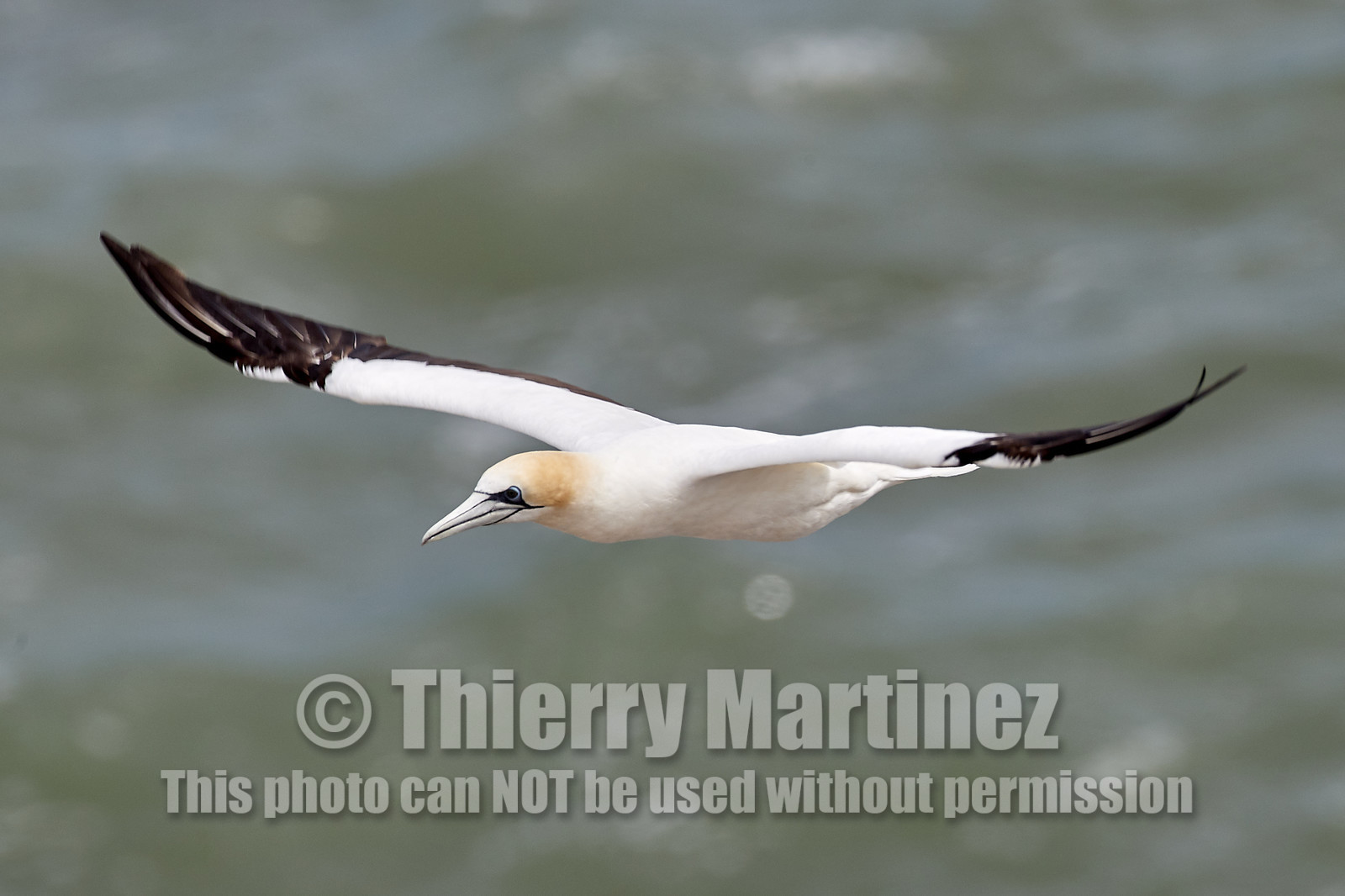 18_029041  ©ThMartinez Sea&Co.  MURIWAI BEACH - NORTH ISLAND. NEW ZEALAND . 11 March  2018. .Gannet ..