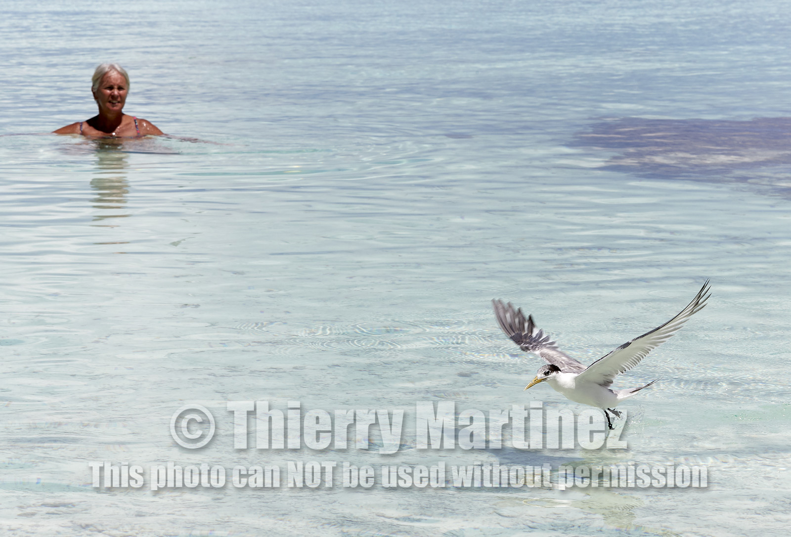 THM-18_041073_FAKARAVA